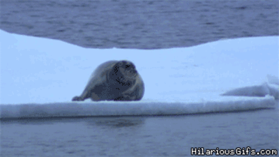 44817-SOON-polar-bear-gif-Jcdo.gif.8f1761b1f00bbc509d8d194df6d3c65a.gif